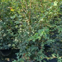 Nieuwe Producten 8 Meerstammige Veldesdoorn (Acer Campestre)