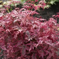 Japanse Esdoorn (Acer Palmatum 'Beni-maiko')