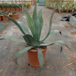Agave (Agave Americana) 13 Agave (Agave Americana) -Exporteren Tuin Sprank Winkel agave americana c12