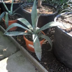 Agave (Agave Americana) 12 Agave (Agave Americana) -Exporteren Tuin Sprank Winkel agave americana c20 40 60