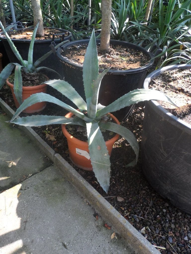 Agave (Agave Americana) 6 Agave (Agave Americana) - Afbeelding 6