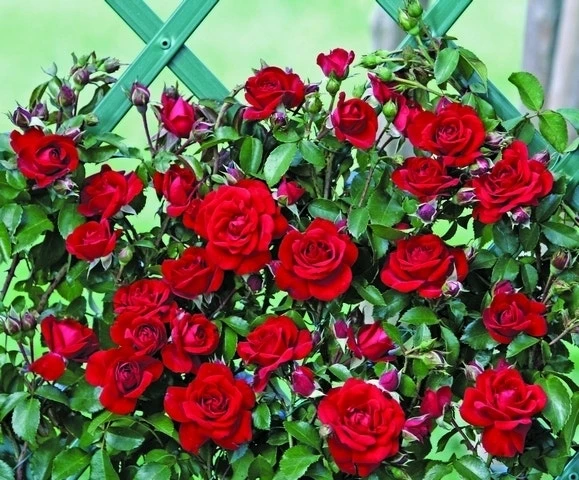 Klimroos (Rosa 'Amadeus') 1 Klimroos (Rosa 'Amadeus')