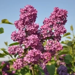 Sering (Syringa Vulgaris 'Andenken An Ludwig Spath')