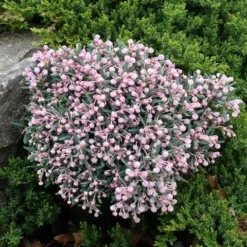 Lavendelheide (Andromeda Polifolia 'Blue Ice')