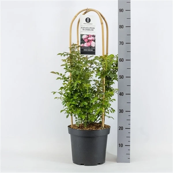 Klimroos (Rosa 'Anna's Pink Rambler') 1 Klimroos (Rosa 'Anna's Pink Rambler')