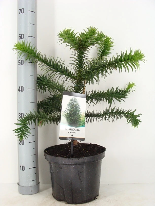 Apeboom (Araucaria Araucana) 16 Apeboom (Araucaria Araucana) - Afbeelding 16