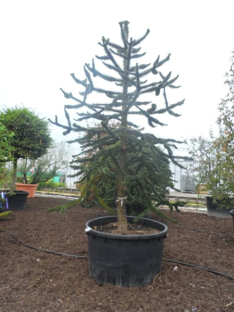 Apeboom (Araucaria Araucana) 1 Apeboom (Araucaria Araucana)