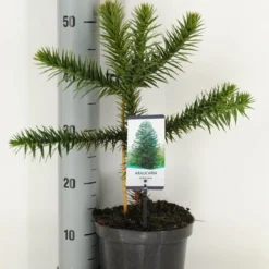 Apeboom (Araucaria Araucana) 31 Apeboom (Araucaria Araucana) -Exporteren Tuin Sprank Winkel araucaria araucana c3 m 1