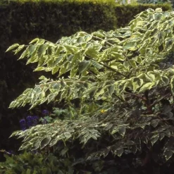 Duivelswandelstok (Aralia Elata 'Variegata')
