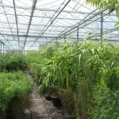 Niet Woekerende Bamboe (Fargesia Murieliae 'Jumbo') 21 Niet Woekerende Bamboe (Fargesia Murieliae 'Jumbo') -Exporteren Tuin Sprank Winkel bamboe 1