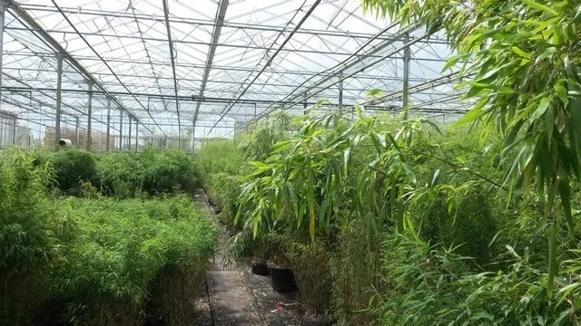 Niet Woekerende Bamboe (Fargesia Murieliae 'Jumbo') 11 Niet Woekerende Bamboe (Fargesia Murieliae 'Jumbo') - Afbeelding 11