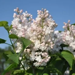 Sering (Syringa Vulgaris 'Beauty Of Moscow')