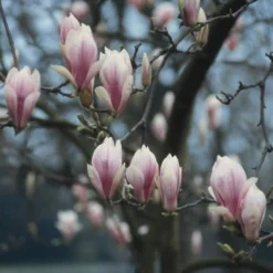 Nieuwe Producten 11 Beverboom (Magnolia Soulangeana Als Boom)