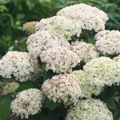 Nieuwe Producten 13 Hortensia (Hydrangea 'BellaRagazza Blanchetta')