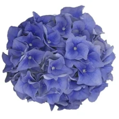Hortensia Blue Ballad (Hydrangea 'Music Collection') 9 Hortensia Blue Ballad (Hydrangea 'Music Collection') -Exporteren Tuin Sprank Winkel blue ballad 1
