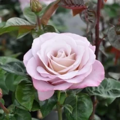 Grootbloemige Roos (Rosa 'Blue Girl')