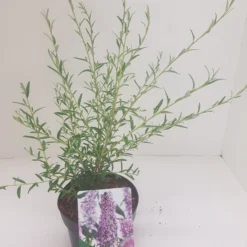 Vlinderstruik (Buddleja Alternifolia) 9 Vlinderstruik (Buddleja Alternifolia) -Exporteren Tuin Sprank Winkel budd alternifolia 1