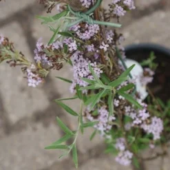 Vlinderstruik (Buddleja Alternifolia) 8 Vlinderstruik (Buddleja Alternifolia) -Exporteren Tuin Sprank Winkel buddleja alternifolia 3 1