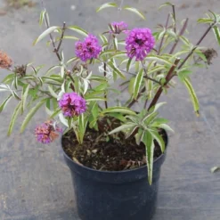 Vlinderstruik (Buddleja Davidii Petite 'Tutti Frutti') 12 Vlinderstruik (Buddleja Davidii Petite 'Tutti Frutti') -Exporteren Tuin Sprank Winkel buddleja davidii petite tutti fruitti 2 3.00 vita nova 1