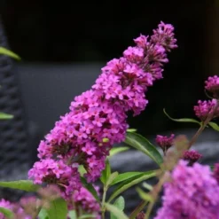 Vlinderstruik (Buddleja Davidii Petite 'Tutti Frutti') 9 Vlinderstruik (Buddleja Davidii Petite 'Tutti Frutti') -Exporteren Tuin Sprank Winkel buddleja free petite tutti fruitti podoras 13 10 1