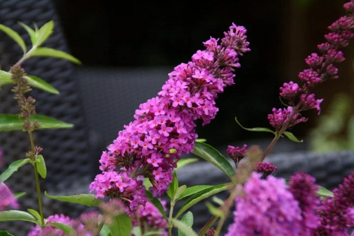 Vlinderstruik (Buddleja Davidii Petite 'Tutti Frutti') 3 Vlinderstruik (Buddleja Davidii Petite 'Tutti Frutti') - Afbeelding 3
