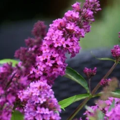Nieuwe Producten 1 Vlinderstruik (Buddleja Davidii Petite 'Tutti Frutti')