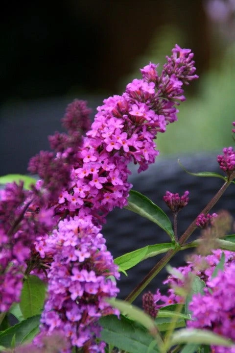 Vlinderstruik (Buddleja Davidii Petite 'Tutti Frutti') 1 Vlinderstruik (Buddleja Davidii Petite 'Tutti Frutti')