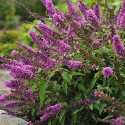 Nieuwe Producten -Exporteren Tuin Sprank Winkel buddleja podaras tuttifruitti 02 1