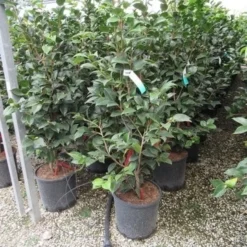 Camelia (Camellia, Rood) 25 Camelia (Camellia, Rood) -Exporteren Tuin Sprank Winkel camellia