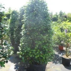 Camelia (Camellia, Rood) 22 Camelia (Camellia, Rood) -Exporteren Tuin Sprank Winkel camellia japonica 175 200 1 1