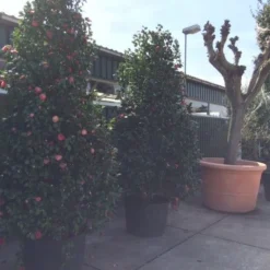 Camelia (Camellia, Rose) 19 Camelia (Camellia, Rose) -Exporteren Tuin Sprank Winkel camellia japonica 200 250 300 extra 1 1