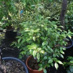 Camelia (Camellia, Rose) 18 Camelia (Camellia, Rose) -Exporteren Tuin Sprank Winkel camellia japonica 60 80 c20 25 1 2 1