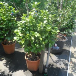 Camelia (Camellia, Rose) 16 Camelia (Camellia, Rose) -Exporteren Tuin Sprank Winkel camellia japonica 80 100 1