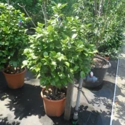 Camelia (Camellia, Wit) 15 Camelia (Camellia, Wit) -Exporteren Tuin Sprank Winkel camellia japonica 80 100 1