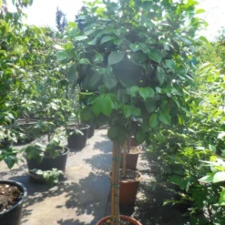 Camelia Op Stam (Camellia Japonica) 8 Camelia Op Stam (Camellia Japonica) -Exporteren Tuin Sprank Winkel camellia japonica halfstam c35 50