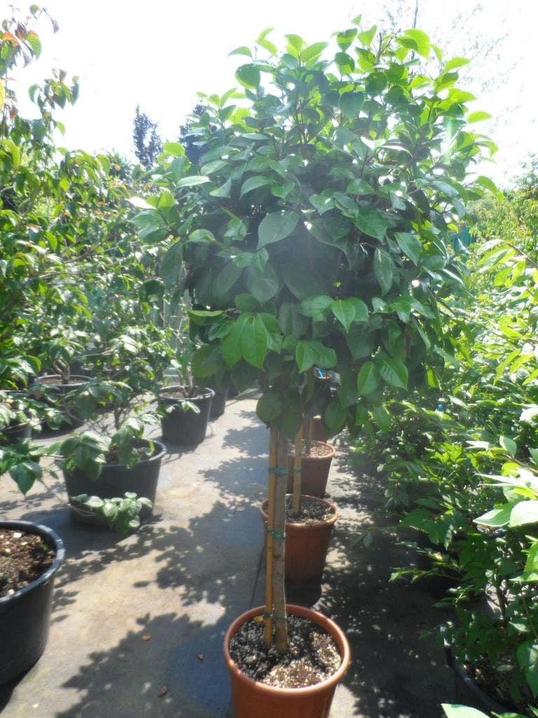 Camelia Op Stam (Camellia Japonica) 4 Camelia Op Stam (Camellia Japonica) - Afbeelding 4