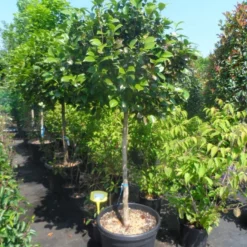 Camelia Op Stam (Camellia Japonica) 9 Camelia Op Stam (Camellia Japonica) -Exporteren Tuin Sprank Winkel camellia japonica halfstam c70 extra