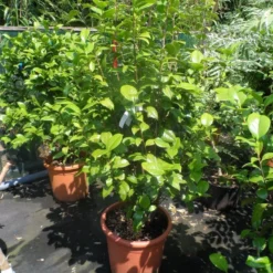 Camelia (Camellia, Rood) 21 Camelia (Camellia, Rood) -Exporteren Tuin Sprank Winkel camellia japonica wit 80 100 125