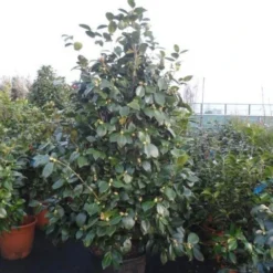 Camelia (Camellia, Rood) 23 Camelia (Camellia, Rood) -Exporteren Tuin Sprank Winkel camellia rood 175 200cm