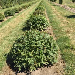 Haagbeuk Als Bolvorm (Carpinus Betulus)
