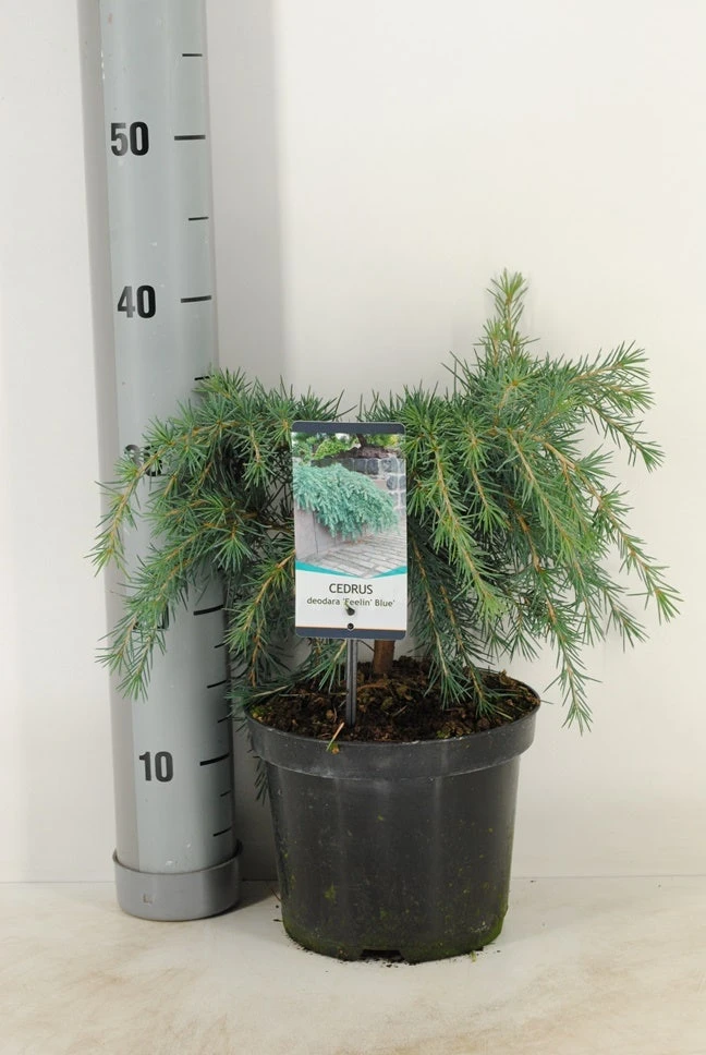 Ceder (Cedrus Deodara 'Feelin Blue') 2 Ceder (Cedrus Deodara 'Feelin Blue') - Afbeelding 2