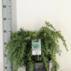 Ceder (Cedrus Deodara 'Feelin Blue') 6 Ceder (Cedrus Deodara 'Feelin Blue') -Exporteren Tuin Sprank Winkel cedrus deodara feelin blue c5 m 1