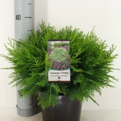 Dwergcipres (Chamaecyparis Lawsoniana 'Globosa')