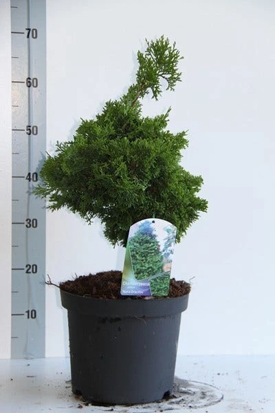 Dwergcypres (Chamaecyparis Obtusa 'Nana Gracilis') 3 Dwergcypres (Chamaecyparis Obtusa 'Nana Gracilis') - Afbeelding 3