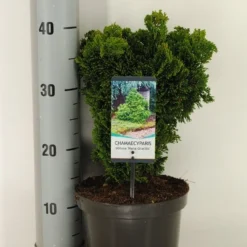 Dwergcypres (Chamaecyparis Obtusa 'Nana Gracilis') 11 Dwergcypres (Chamaecyparis Obtusa 'Nana Gracilis') -Exporteren Tuin Sprank Winkel chamaecyparis obt. nana gracilis c3 m 1