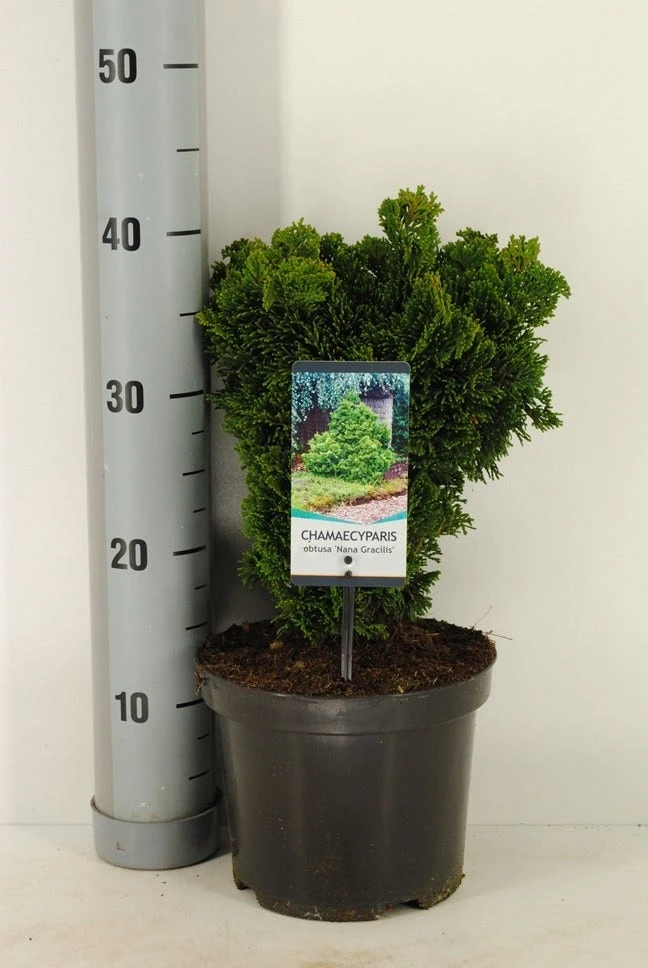 Dwergcypres (Chamaecyparis Obtusa 'Nana Gracilis') 6 Dwergcypres (Chamaecyparis Obtusa 'Nana Gracilis') - Afbeelding 6