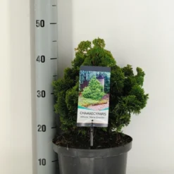 Dwergcypres (Chamaecyparis Obtusa 'Nana Gracilis') 10 Dwergcypres (Chamaecyparis Obtusa 'Nana Gracilis') -Exporteren Tuin Sprank Winkel chamaecyparis obt. nana gracilis c5 m 1