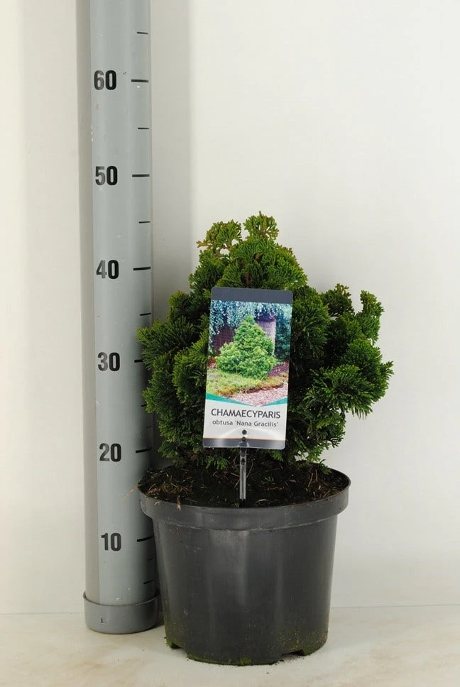 Dwergcypres (Chamaecyparis Obtusa 'Nana Gracilis') 5 Dwergcypres (Chamaecyparis Obtusa 'Nana Gracilis') - Afbeelding 5