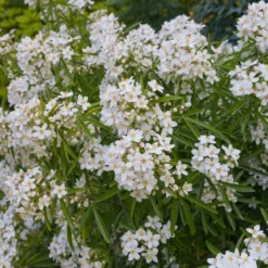 Nieuwe Producten 19 Choisya (Choisya 'Aztec Pearl')