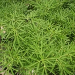 Nieuwe Producten -Exporteren Tuin Sprank Winkel choisya aztec pearl 1